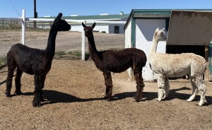 Alpacas - Wren, Sedona and Musette